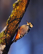 White-backed woodpecker (Dendrocopus leucotos) perched on branch, Helsinki, Finland, January, digitally manipulated - one branch removed