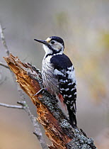 White-backed woodpecker (Dendrocopus leucotos) perched on branch, Helsinki, Finland, January