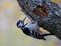 White-backed woodpecker (Dendrocopus leucotos) feeding on tree trunk, Helsinki, Finland, November