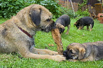 Mother Border terrier (colour Grizzle) with 5 week  puppy playing with wood, UK