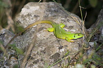 Male Balkan green lizard {Lacerta trilineata} Corfu