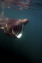 Basking shark {Cetorhinus maximus} feeding with mouth wide open, off Cornwall, UK