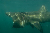 Basking shark {Cetorhinus maximus} feeding with mouth wide open, off Cornwall, UK