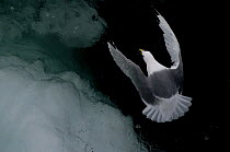 Kittiwake {Rissa tridactyla} flying over arctic ice cap