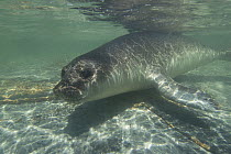 Southern elephant seal {Mirounga leonina} juvenile swimming underwater, Sealion island, Falkland Islands