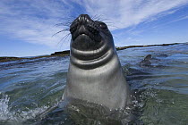 Southern elephant seal {Mirounga leonina} juvenile in tide pool at water surface, Sealion island, Falkland Islands