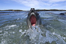 Southern elephant seal {Mirounga leonina} defense behaviour, Sealion island, Falkland Islands