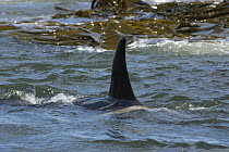 Killer whale / Orca {Orcinus orca} dorsal fin of female in tide pool, Sealion island, Falkland Islands