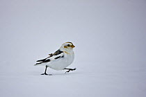 Snow bunting {Plectrophenax nivalis} walking over snow, St. Lawrence River Delta, Quebecc, Canada