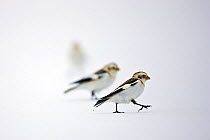 Snow bunting {Plectrophenax nivalis} walking over snow, St. Lawrence River Delta, Quebecc, Canada