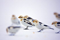Snow bunting {Plectrophenax nivalis} flock on snow, St. Lawrence River Delta, Quebecc, Canada