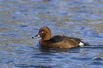Ferruginous duck (Aythya nyroca) male, captive, from Southern Europe and Asia