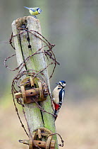 Great Spotted Woodpecker (Dendrocopos major) and Blue Tit (Parus caeruleus) perched on post with wire, Buckinghamshire, England