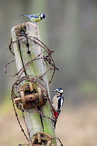 Great Spotted Woodpecker (Dendrocopos major) and Great Tit (Parus major) perched on post with wire, Buckinghamshire, England