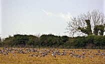 Pink-footed goose (Anser brachyrhynchus) flock feeding on field, Norfolk, England