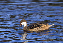 White-cheeked pintail (Anas bahamensis) captive, from Galapagos Islands, West Indies and South America