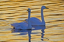 Whooper swan (Cygnus cygnus) pair at sunset on the Ouze Washes, Norfolk, England