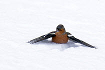 Chaffinch (Fringilla coelebs) using wings to prevent itself from sinking when landing in deep snow, Scotland, UK