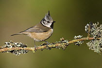 Crested tit (Lophophanes cristatus) perched on lichen covered twig, Cairngorms, Scotland, UK