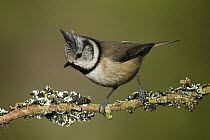Crested tit (Lophophanes cristatus) perched on lichen covered twig, Cairngorms, Scotland