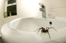 House spider (Tegenaria gigantea) on edge of sink in house, Hertfordshire, England
