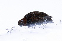 Red grouse (Lagopus lagopus scoticus) feeding on Heather tips in blizzard, Cairngorms, Scotland, UK