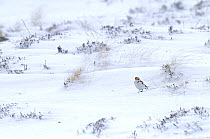 Snow bunting (Plectrophenax nivalis) on snow covered mountain side, Cairngorms, Scotland, UK