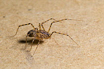 Spitting spider (Scytodes thoracica) walking across carpet, Hertfordshire, England