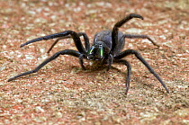 Tube web spider (Segestria florentina) defensive posture showing large metalic green fangs, London, England