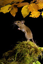 Wood mouse (Apodemus sylvaticus) standing up under Beech leaves in autumn, Captive, UK