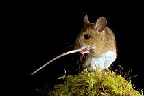 Wood mouse (Apodemus sylvaticus) cleaning tail, Captive, UK