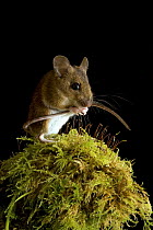Wood mouse (Apodemus sylvaticus) cleaning tail, Captive, UK