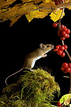 Wood mouse (Apodemus sylvaticus) investigating Black bryony berries, Captive, UK