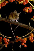Wood mouse (Apodemus sylvaticus) on Blackthorn with Black Bryony berries, Captive, UK