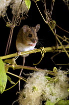 Wood mouse (Apodemus sylvaticus) among seeds of wild Clematis, Captive, UK