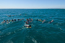 Tourists swimming with dolphins on the Rockingham Dolphin tour, Rockingham, Western Australia, 2007