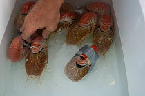 Captured Nautilus {Nautilus pompilius} in cooler box. One Nautilus with temporarily attached radio transmitter, Queensland, Australia, 2007