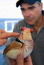 Dr. Peter Ward observing Chambered nautilus {Nautilus pompilius} specimen with attached radio transmitter, onboard the 'Undersea Explorer' research boat, Queensland, Australia, 2007