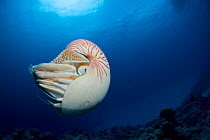 Chambered nautilus {Nautilus pompilius} Indo-pacific