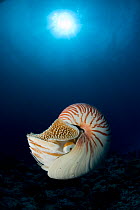 Chambered nautilus {Nautilus pompilius} Indo-pacific