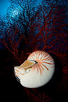 Chambered nautilus {Nautilus pompilius} against red fan coral, Coral Sea, Queensland, Australia