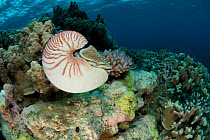 Chambered nautilus {Nautilus pompilius} on coral reef, Coral Sea, Queensland, Australia