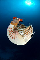 Chambered nautilus (Nautilus pompilius) with radio transmitter, Indo-pacific