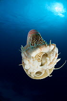 Chambered nautilus {Nautilus pompilius} showing mantle, syphon and tentacles, Indo-pacific