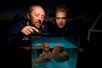 Andy Dunstan and Dr. Peter Ward observing caught Chambered nautilus {Nautilus pompilius} Queensland, Australia, 2007
