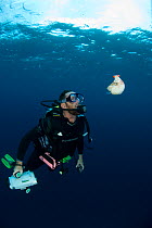 Andy Dunstan diving with Chambered nautilus (Nautilus pompilius} Queensland, Australia