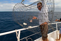 Researcher Jaap on board research boat 'Undersea Explorer' bringing up two caught Chambered nautilus {Nautilus pompilius} Queensland, Australia, 2007