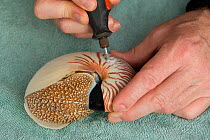 Shell of a caught Chambered nautilus {Nautilus pompilius} being engraved with a number for research onboard the 'Undersea Explorer', Queensland, Australia, 2007