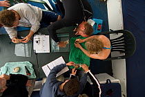 Guests help out 'Undersea Explorer' marine biologist Qamar to engrave, photograph and measure caught Nautilus for research, Queensland, Australia, 2007
