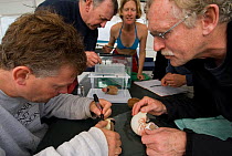 Guests help out 'Undersea Explorer' marine biologist Qamar to engrave, photograph and measure caught Nautilus for research, Queensland, Australia, 2007